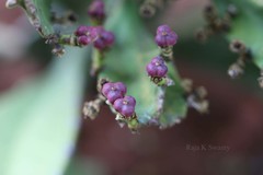 Euphorbia vajravelui